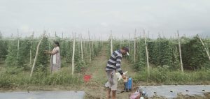 तरकारी खेतीमा रमाउदै उर्मिला