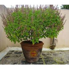 आज हरिबोधिनी एकादशी