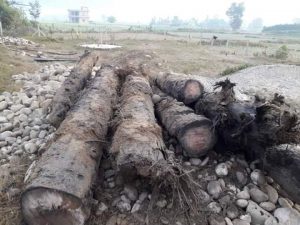 प्रहरीद्वारा बेवारिसे काठ बरामद