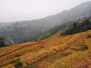 किसानलाई धान काट्न चटारो ! (फोटोफिचर)